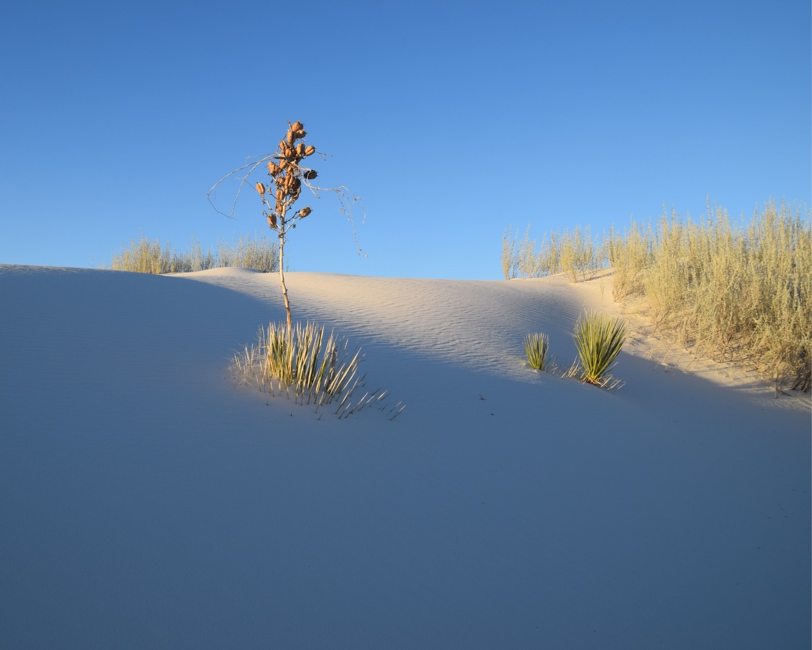 Etats-Unis - Nouveau Mexique - White Sands